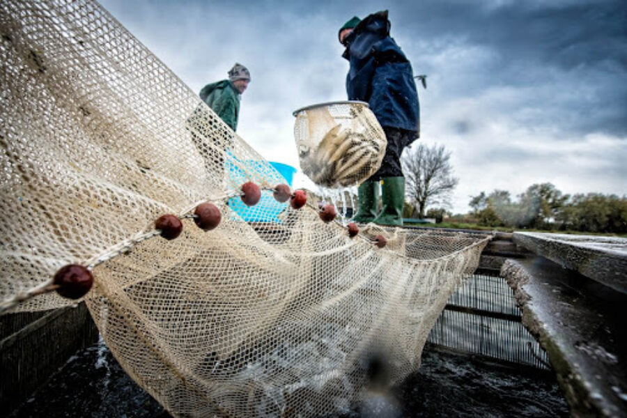 Pesca, il Pd in Regione dopo le proteste del settore, chiede a Governo e Ue di rivedere le proprie politiche