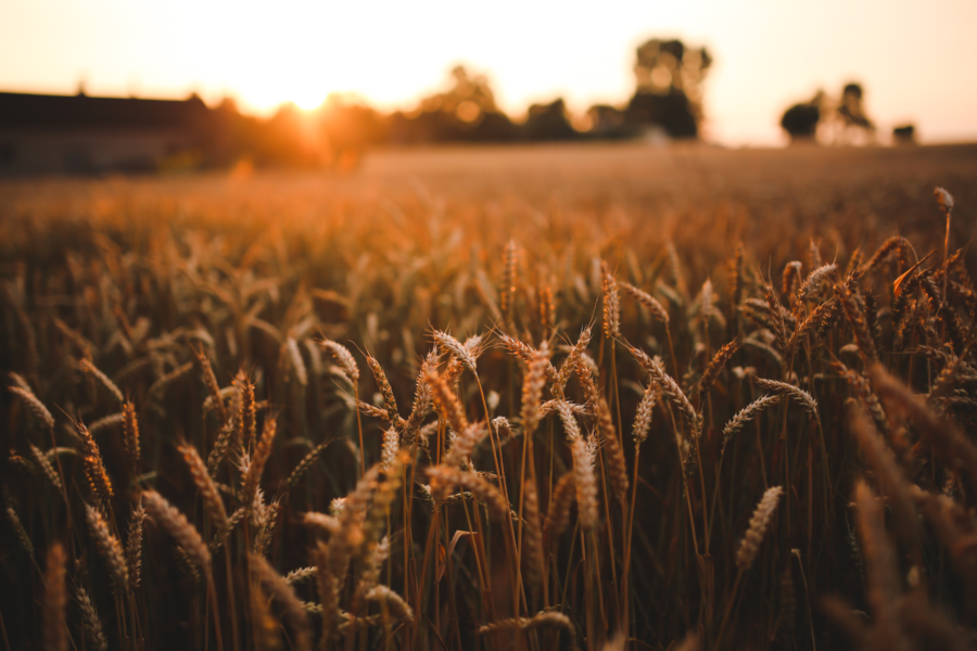 Agricoltura. Approvata in Aula la Risoluzione, a prima firma Bulbi, a tutela degli interessi degli agricoltori e del comparto agricolo